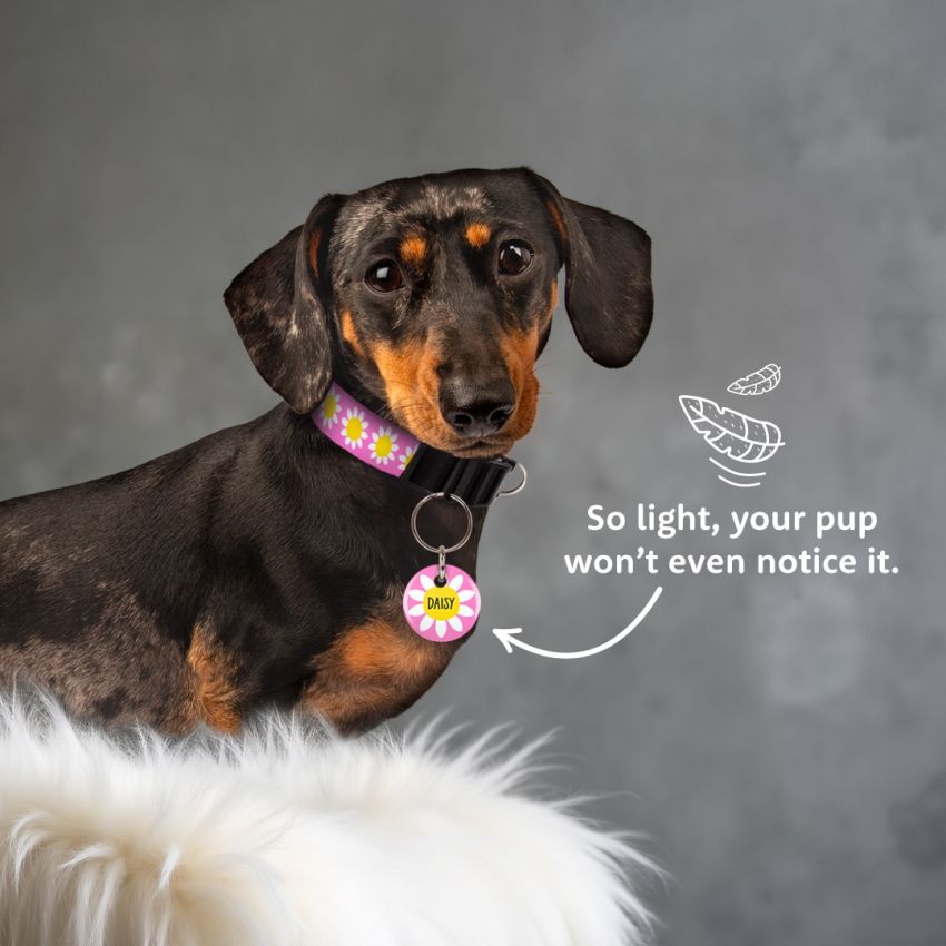 Pet Tags product preview image