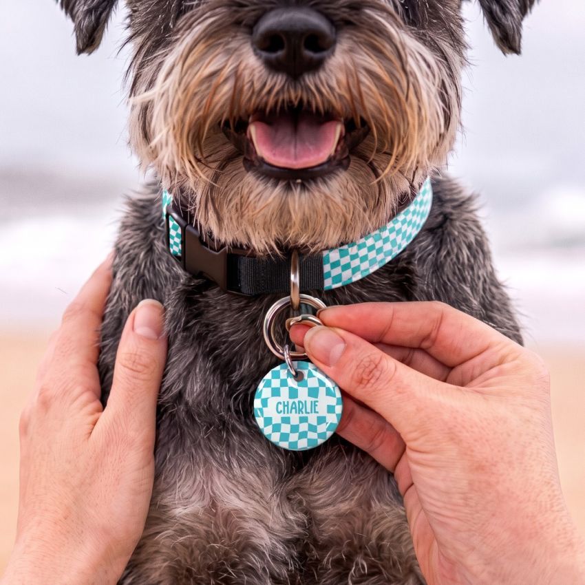 Dog Tag & Collar Combo gallery image №4