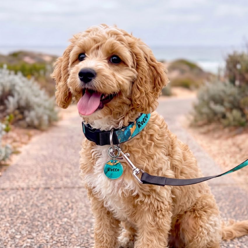 Dog Tag & Collar Combo gallery image №2