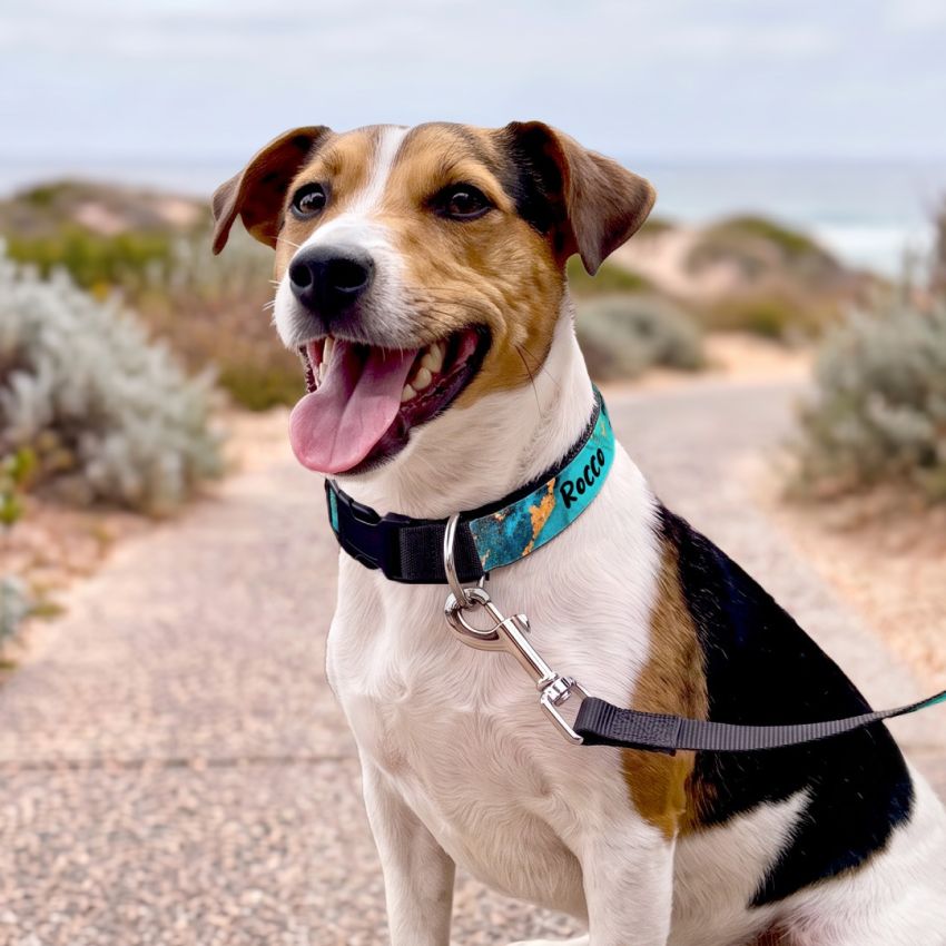 Personalised Dog Collars gallery image №2