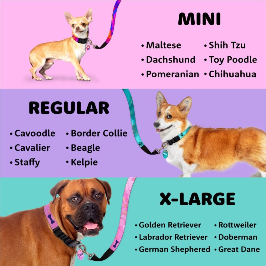 Dog Tag & Collar Set gallery image №4