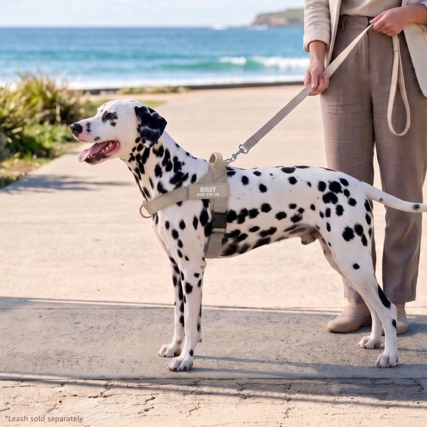 No Pull Dog Harness product preview image