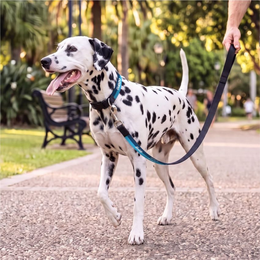 Personalised Leash product preview image