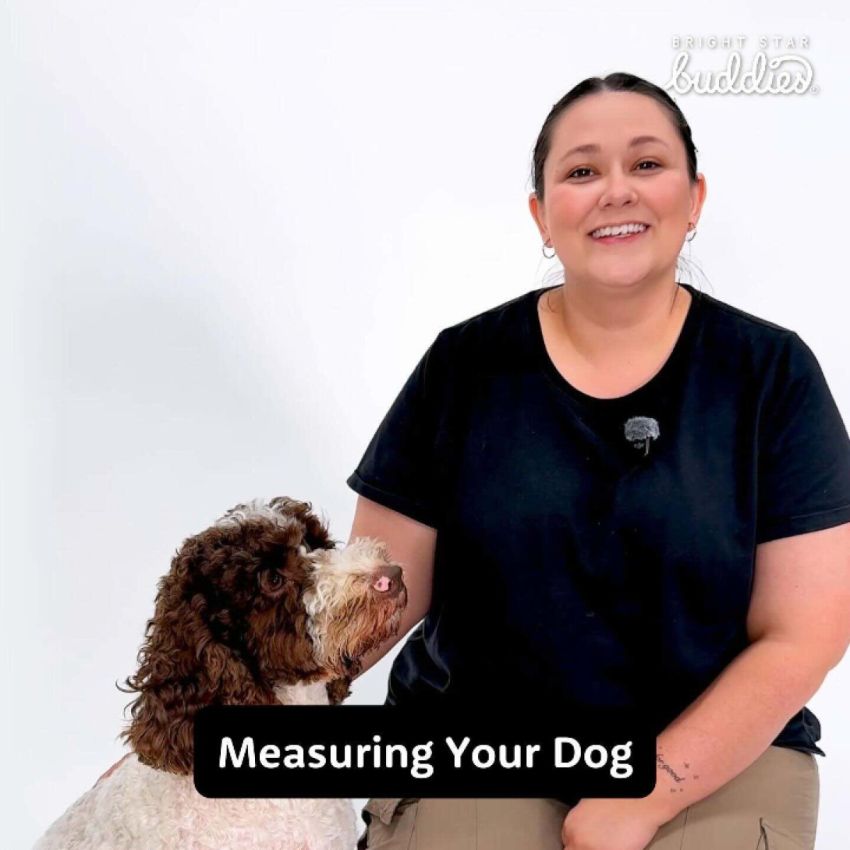 No Pull Dog Harness gallery image №3