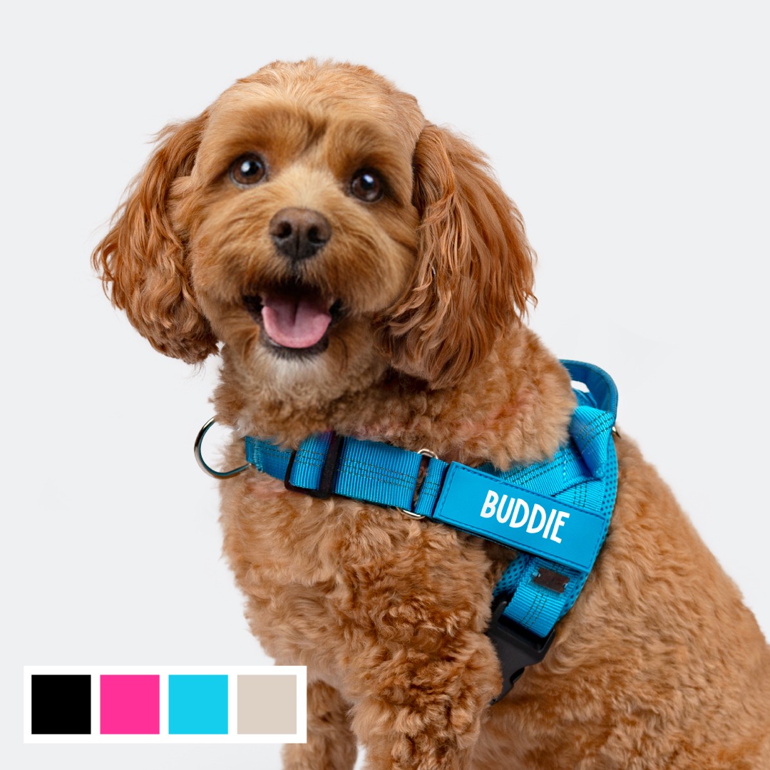 No Pull Dog Harness