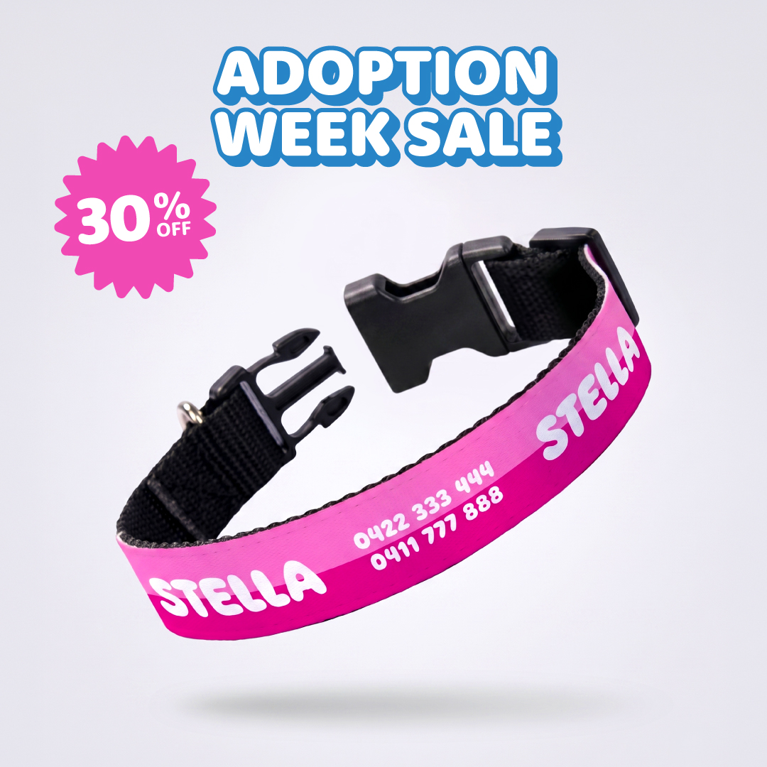 Personalised Dog Collars