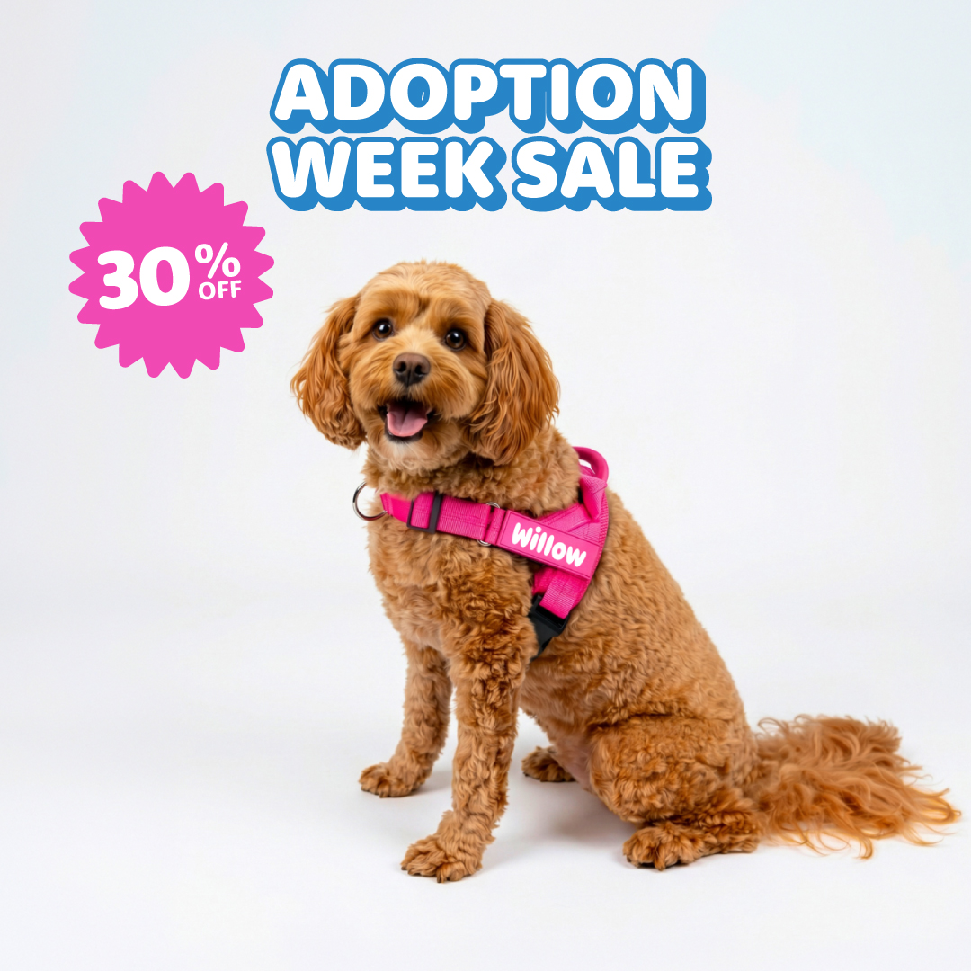No Pull Dog Harness