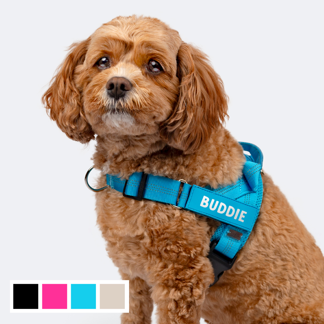 No Pull Dog Harness